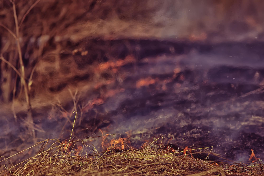 Incendio forestal en Puerto Calavatraño del verano pasado arroja dos posibles culpables según investigación de la Guardia Civil